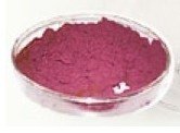 Red Cabbage Color for beverage   food colouring