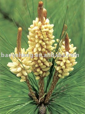100% pure and  natural   Pine   Pollen 