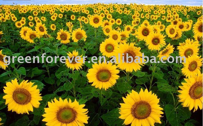 Chinese natural pure sunflower honey
