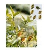 Gardenia yellow color-organic pigment