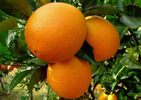 Orange juice powder