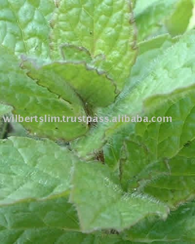 Apple  Mint   flavor  for Oral Cares