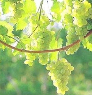white grape flavor
