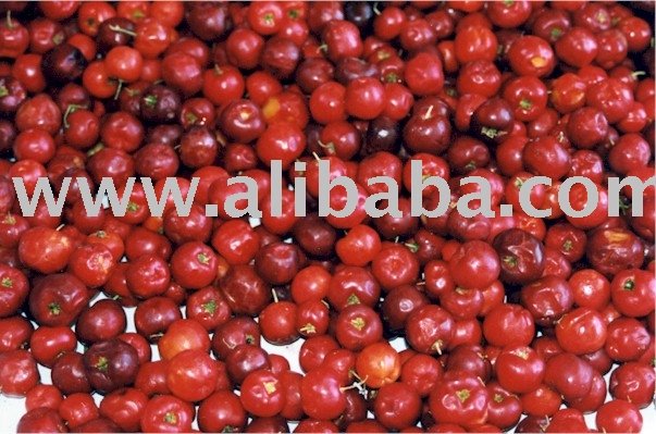 Acerola   Cherry   Powder  Extract