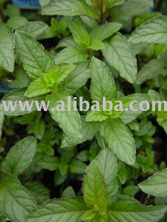  Aromatic    Medicinal plants