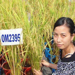 Vietnamese long white rice 5%-100% broken - Sunrice Food Vietnam Co., Ltd