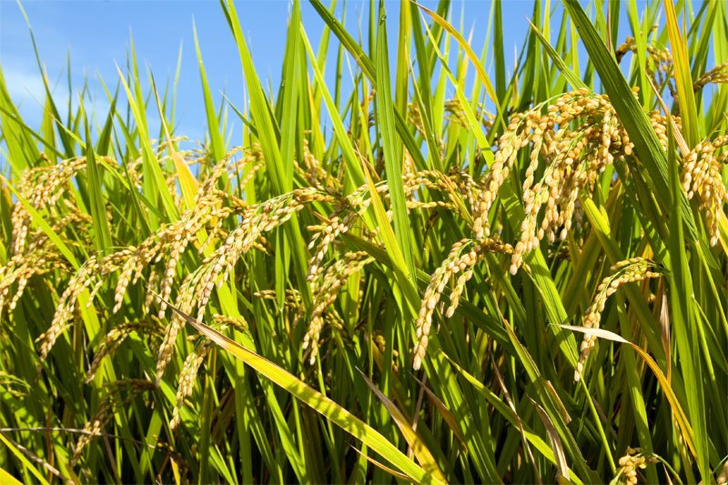 excellent thai rice export products,Thailand excellent thai rice export ...