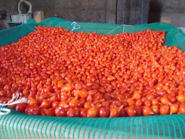 Red Pepper of Brazil(Skype pereirarural)