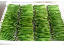 Fresh Green Asparagus