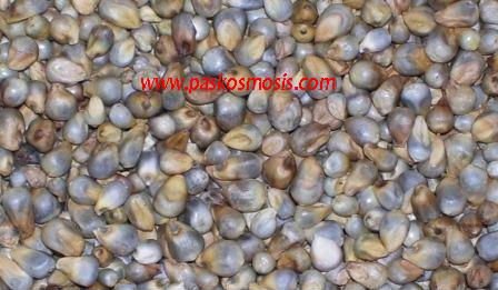 pearl millets - bajra