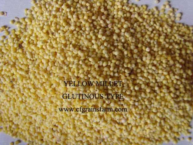 YELLOW MILLET GLUTINOUS TYPE