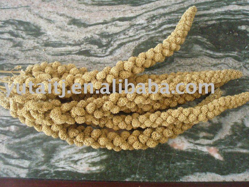 Millet Sprays for bird feed