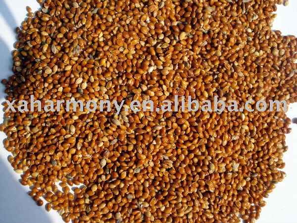 Red Broomcorn Millet for bird feed