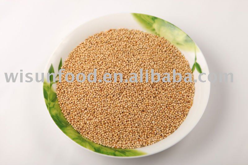 white broomcorn millet