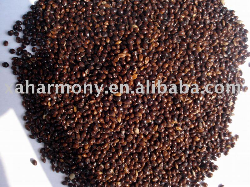 Black Broomcorn Millet for bird feed
