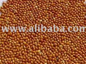 Dried and fresh yellow corn