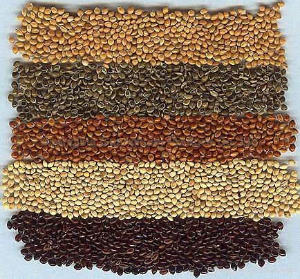 Millet: Red, Yellow, White, Green, Black