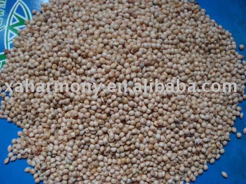 White Broomcorn Millet for bird feed