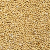 high quality Yellow Millet