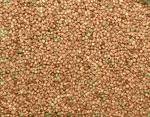 millet  grain