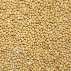 yellow millets