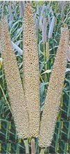 Hybrid Pearl Millet seed-9933