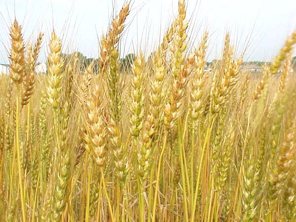 wheat\buckwheat\sunfloowerseeds\yellow millet\peas\oats