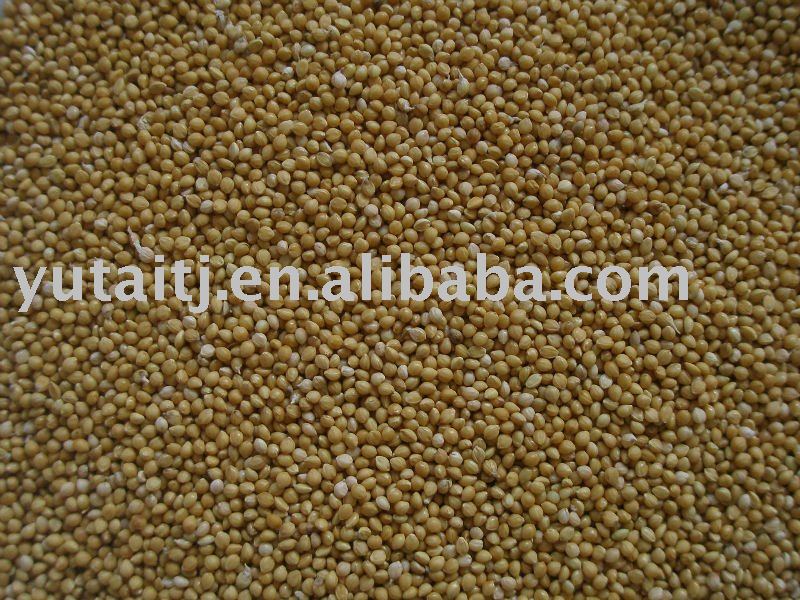 Yellow millet in husk