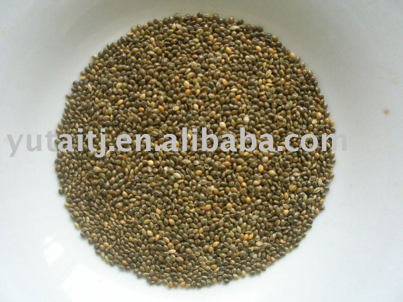 Green broomcorn millet,bird feed,bird seed