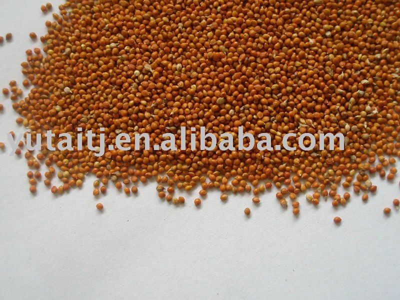 Red millet in husk for bird feed