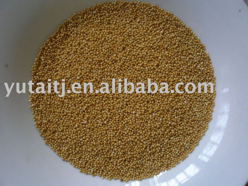 Yellow millet in husk for bird food