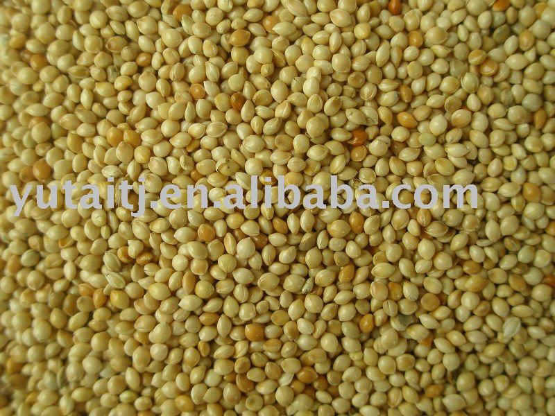 Millet for bird feed,bird seed
