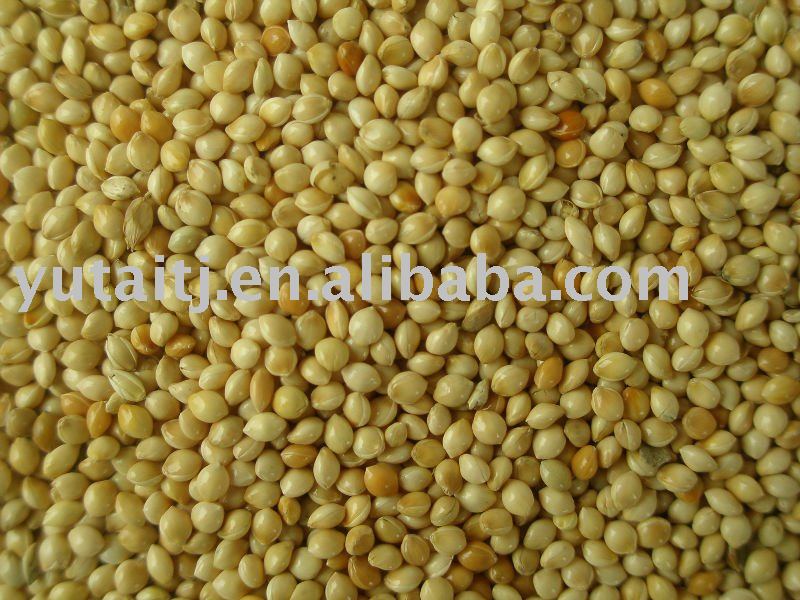Yellow & White broomcorn millet