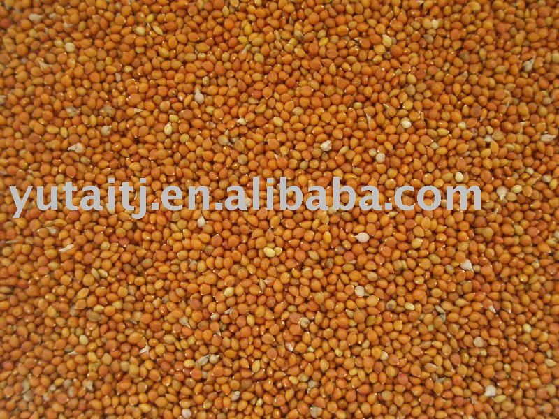 red millet in husk for bird food