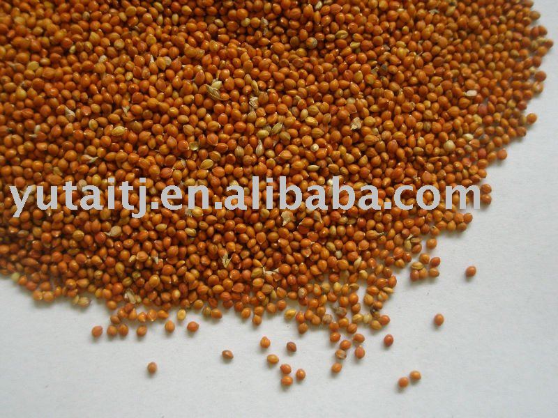Red millet in husk,bird feed,bird seed,bird food