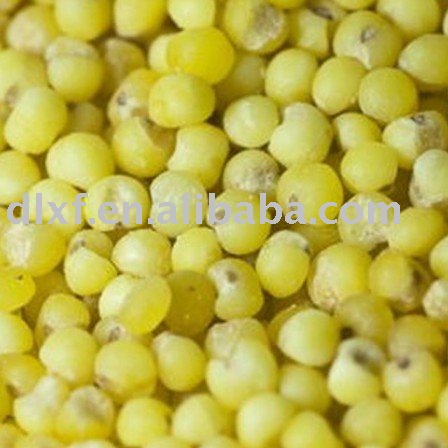 all type millet/yellow millet