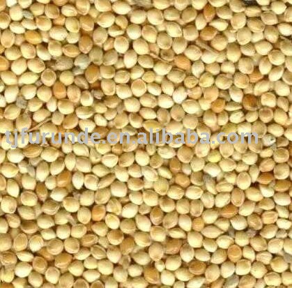 White Broomcorn millet