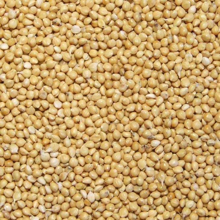 Sell Yellow millet in husk
