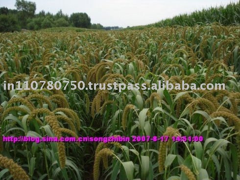 Quality high Yellow Millet, Green Millet
