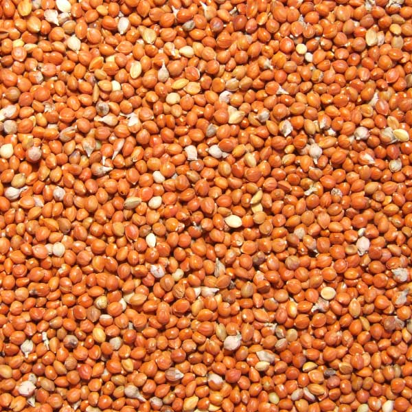  Red    millet  in  husk 