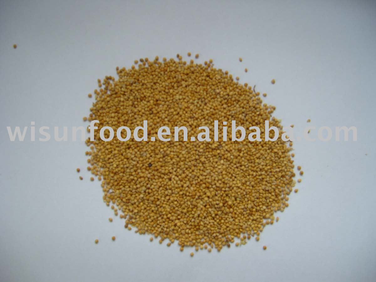  yellow   Millet  in  husk 
