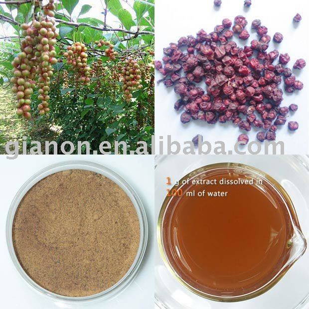 Schisandra fruit juice concentrate powder