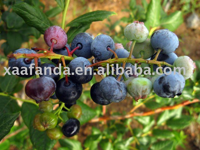 Blueberry Extract Powder