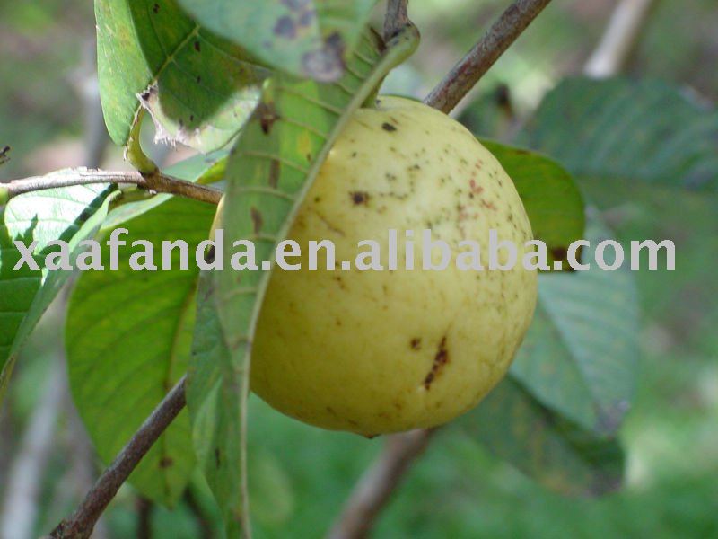 Guayaba  powder