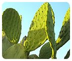 Nopal / Paddle Juice