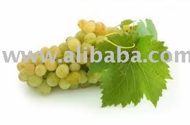 Selling White / Red Grape Juice Concentrate / Juice