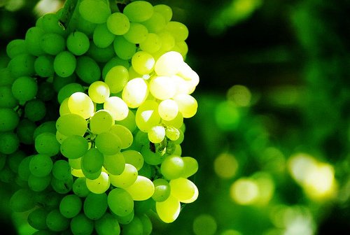 white grape concentrate