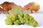 Sell White grape Juice Concentrate