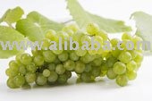 Sell White grape / Red grape Juice Concentrates