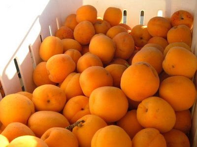 Fresh Apricot products,Kenya Fresh Apricot supplier